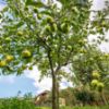 Crab Apple Farm Soy Candle