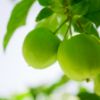 Crab Apple Farm Soy Candle