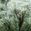 Fraser Fir & Tobacco Melter