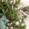 Fraser Fir & Tobacco Melter