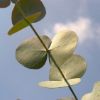 Eucalyptus Leaves Soy Candle