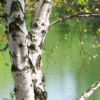 River Birch Soy Candle