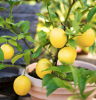Meyer Lemon-Melter