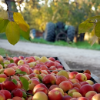 Cedarwood Orchard Soy Candle