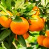 Orange Grove-Melter